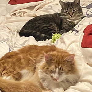 Fundraising Page: Alicia Schechter